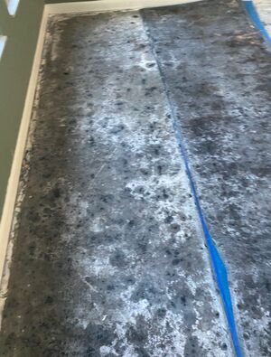 Mold Caused by Leak in Lakeland, FL (2)