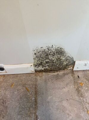 Mold Remediation Services in Lakeland, FL (2)