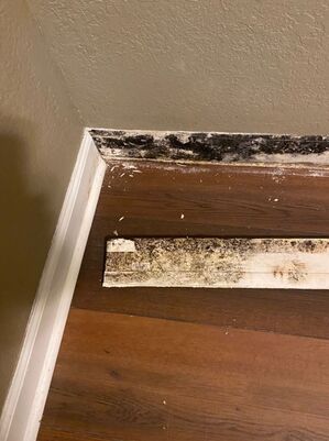 Mold Remediation Services in Lakeland, FL (2)