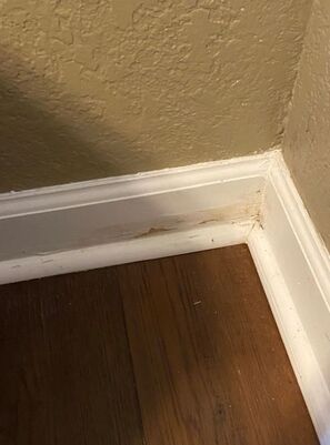 Mold Remediation Services in Lakeland, FL (1)
